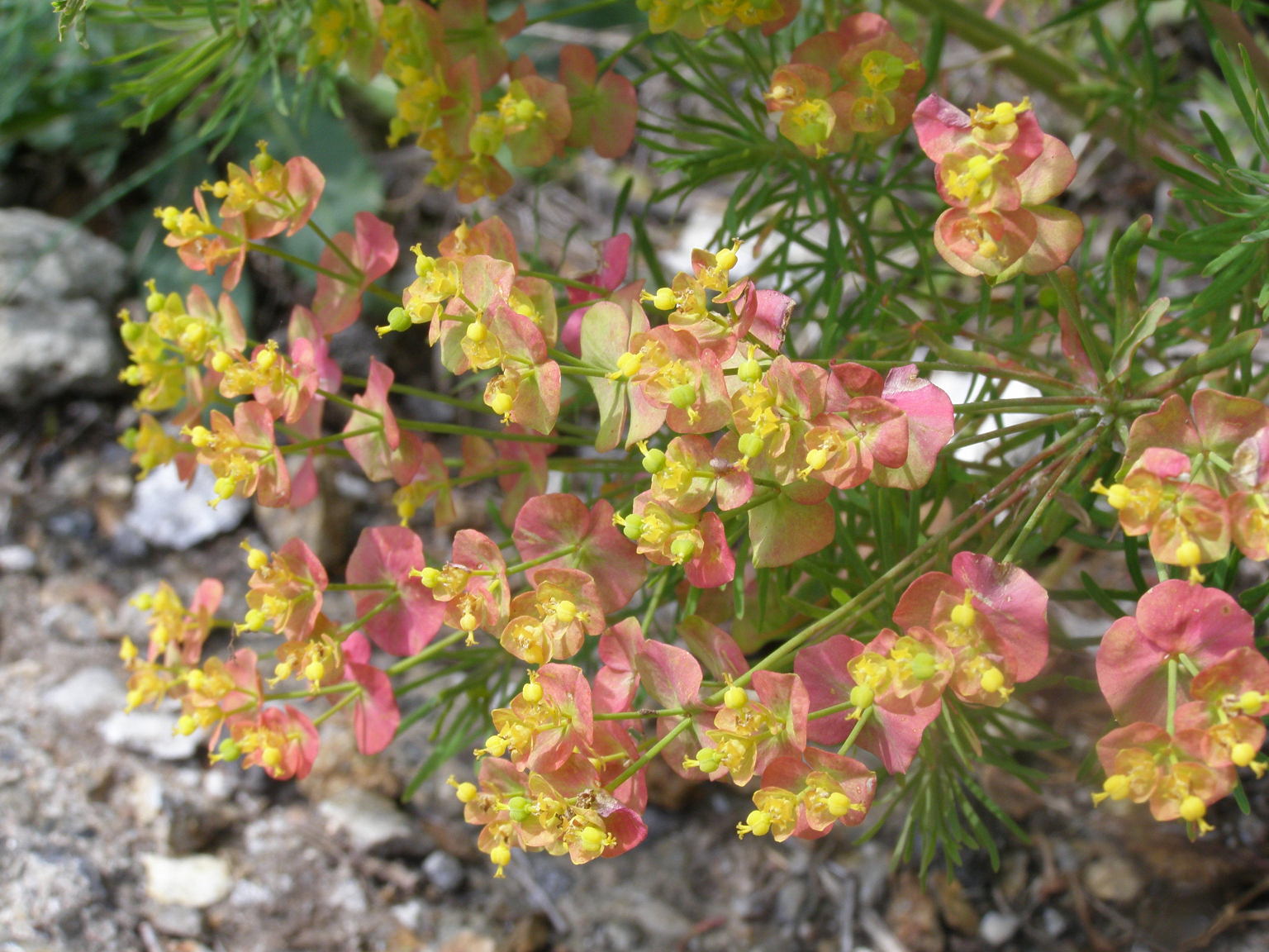 Euphorbia cyparissias